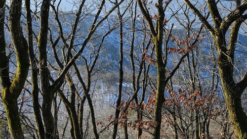 Low angle view of trees in forest against sky