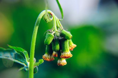 Close-up of buds on plant