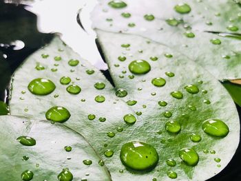 Close-up of raindrops on green leaf