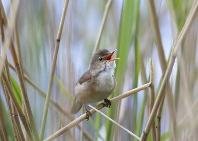 Close-up of bird perching on plant