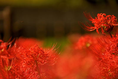 Close-up of red flowering plant