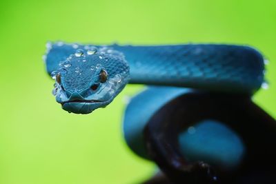 Close-up of snake