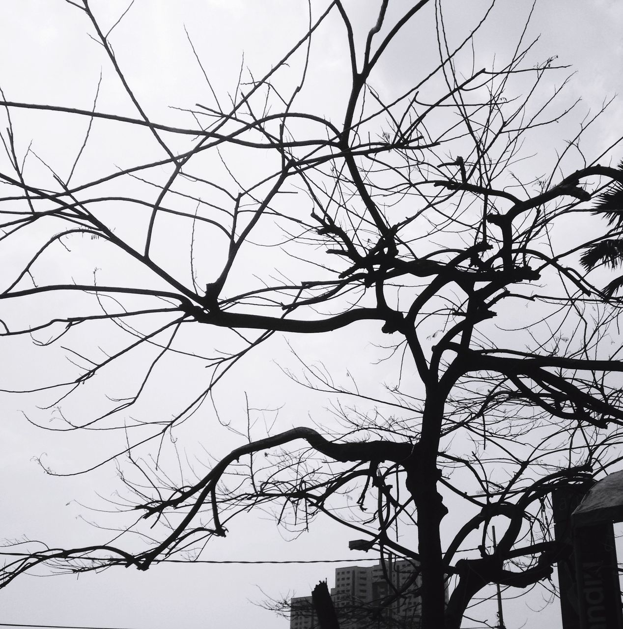 bare tree, branch, tree, low angle view, building exterior, architecture, built structure, silhouette, sky, clear sky, tree trunk, nature, outdoors, city, day, no people, building, growth, tranquility, tall - high