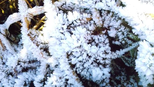 Close-up of snow covered tree