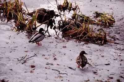 High angle view of two birds on land