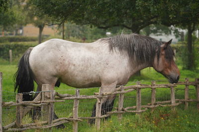 Horse standing in ranch