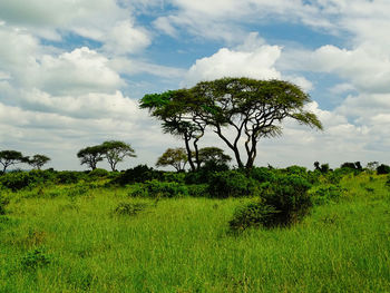 Tree on field against sky