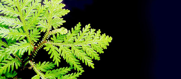 Close-up of fern leaves against black background