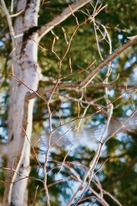 Close-up of bare tree branches