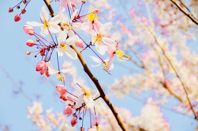 Low angle view of cherry blossoms against sky