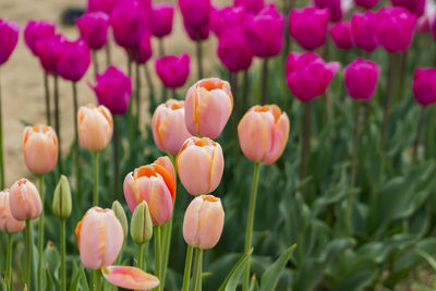 Close-up of crocus blooming outdoors