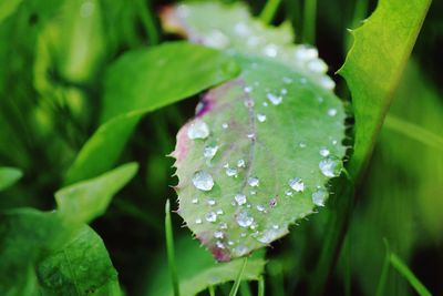 Close-up of water drops on leaf