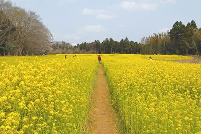 Scenic view of oilseed rape field against sky