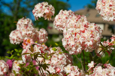 Close-up of pink cherry blossoms