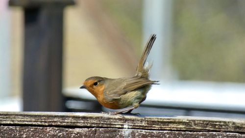 Close-up of bird perching on railing