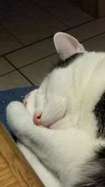 Close-up of cat sleeping on floor