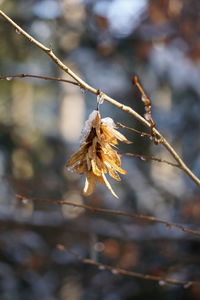 Close-up of wilted plant