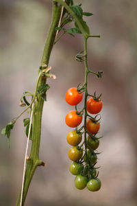 Close-up of cherry tomatoes growing on plant