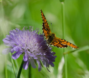 Close-up of bee pollinating on purple flower