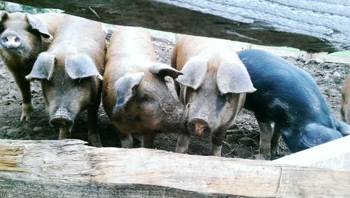 Pigs standing by wooden fence at barn