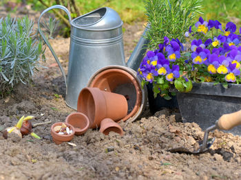 Potted plant by stone wall