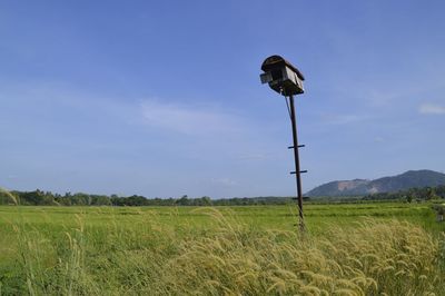 An owl house at paddy field