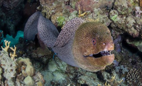 Close-up of eel swimming in sea