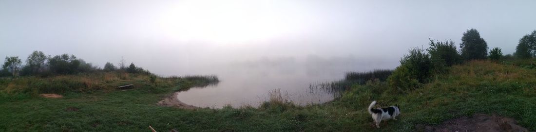 Panoramic shot of trees on field against sky