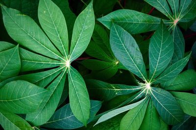 Full frame shot of green leaves