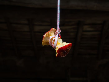 Close-up of dry leaf hanging against wall