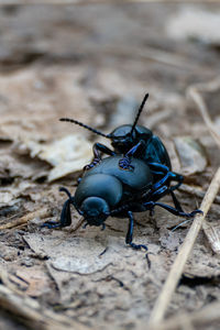 Close-up of fly on wood