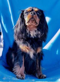 Close-up of dog looking away