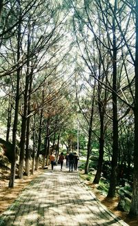 People walking on walkway along trees