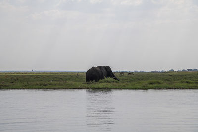 View of a horse in the sea