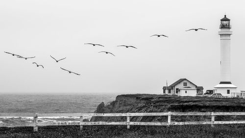 Seagull flying over sea