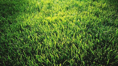 Full frame shot of green grass