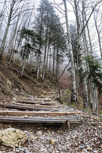 Railroad tracks by trees against sky