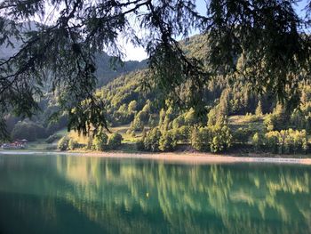 Scenic view of lake in forest