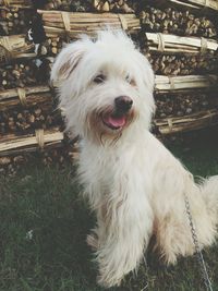 Portrait of dog sitting on grass