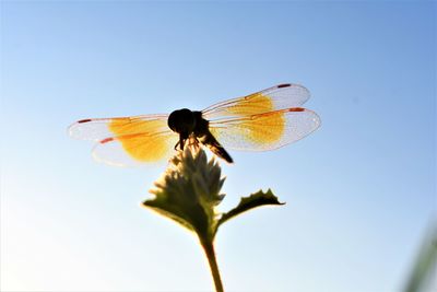 Close-up of dragonfly on flower