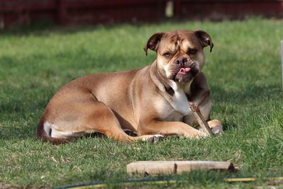 Portrait of dog lying on grass