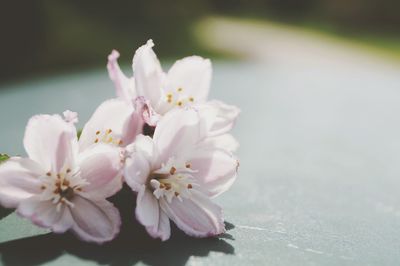 Close-up of pink cherry blossoms