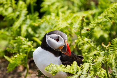 Puffins on skomer island of the coast of pembrokeshire 