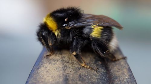 Close-up of bee