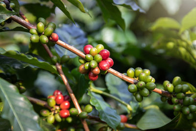 Close-up of berries growing on tree