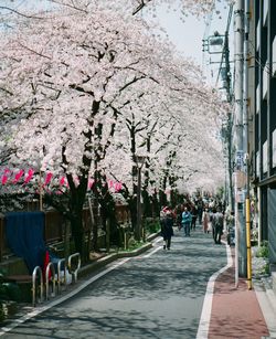 View of cherry blossom