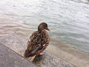 High angle view of mallard duck swimming on lake