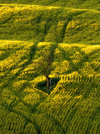 Yellow flowers growing on field