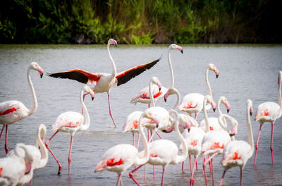 Close-up of flamingos on lake