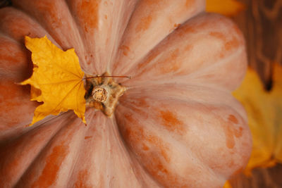 Close-up of orange flower